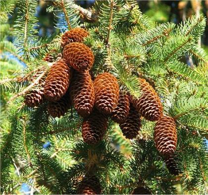 Photo d'une Épinette de Norvège - Picea abies