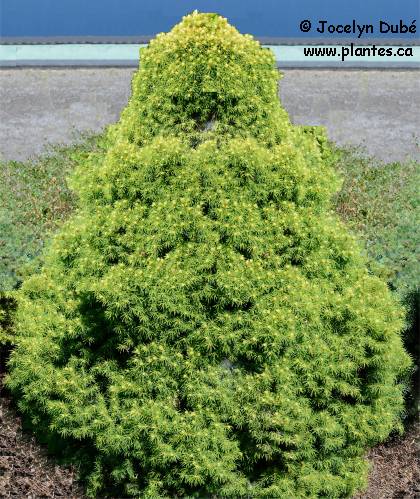 Photo d'une Épinette blanche Rainbow's end - Picea glauca rainbow's end