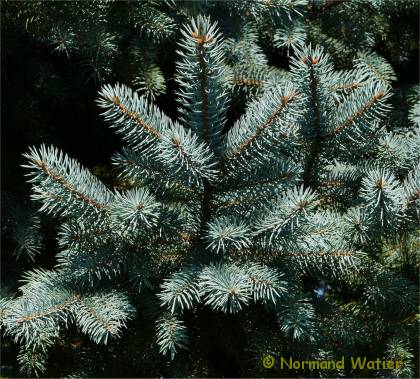 Photo du feuillage d'une Épinette bleu - Picea pungens