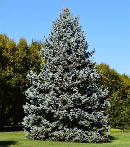 Photo d'�pinette bleue du colorado - Picea pungens glauca