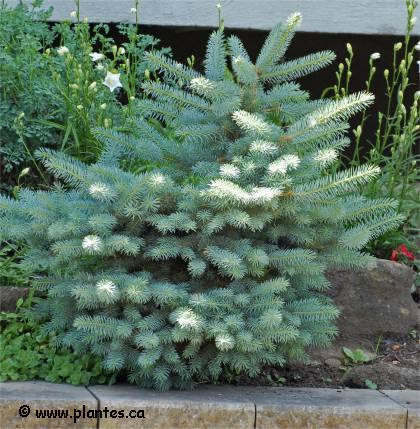 Photo d'une Épinette du colorado naine - Picea pungens 'globosa'