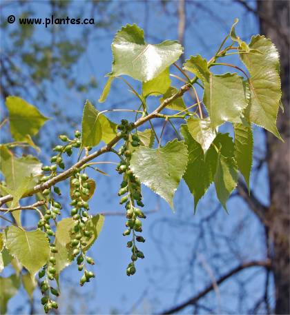 Photo des feuilles d'un Peuplier deltoïde - Populus deltoides