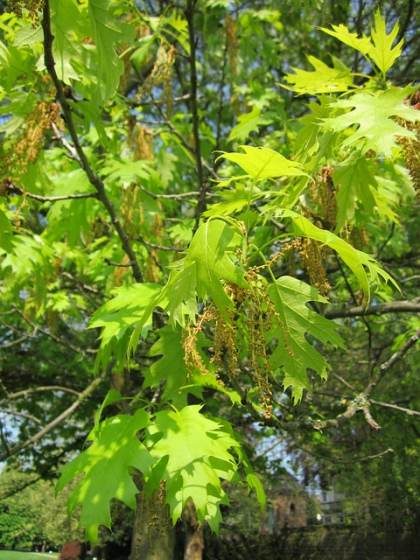 Photo de Chêne écarlate - Quercus coccinea