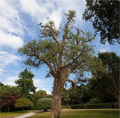 Photo de Chêne-liège - Quercus suber