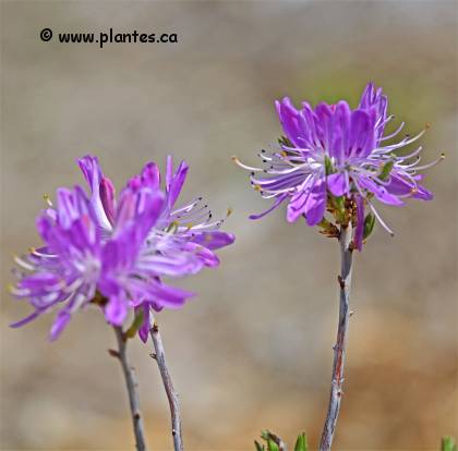 Photo des fleur de rhodora - Rhododendron canadense