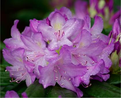 Azalées hybrides - Rhododendron x hybrida