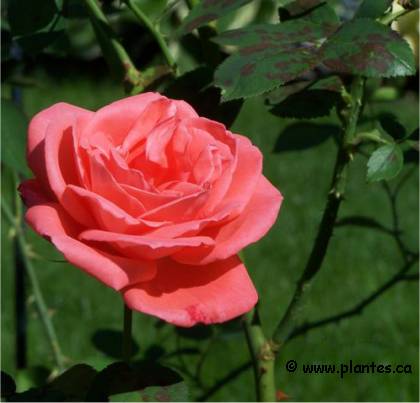 Photo de rosier Tropicana - Rosa x 'Tropicana'