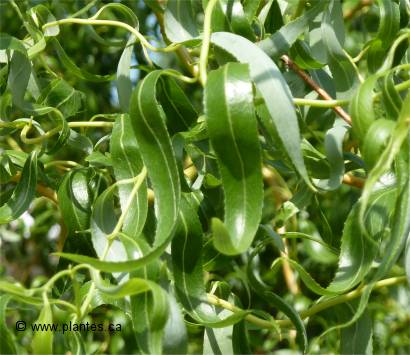 Photo des feuilles du saule tortueux - Salix matsudana tortuosa
