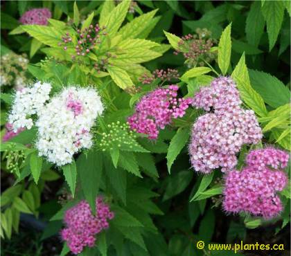 Photo de spir�e japonaise Shirobana - Spiraea japonica 'Shirobana'