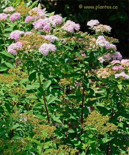 Photo de Spir�e Japonaise - Spiraea japonica