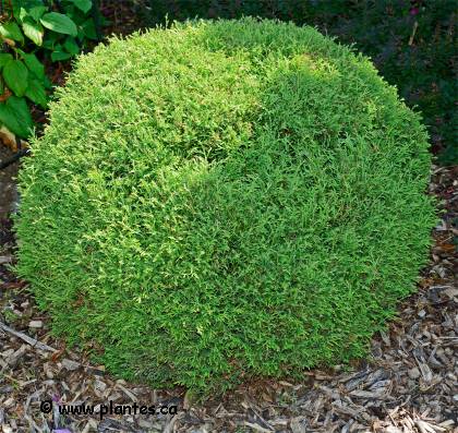 Photo d'un If hybride - Thuja occidentalis