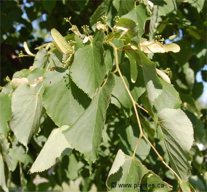 Feuilles de tilleul à petites feuilles - Tilia cordata
