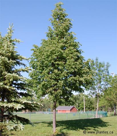 Photo de Tilleul à petites feuilles - Tilia cordata