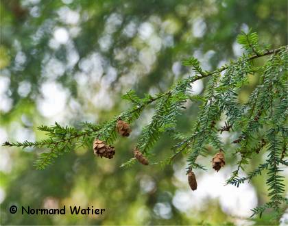 �pines de Pruche du Canada - Tsuga canadensis