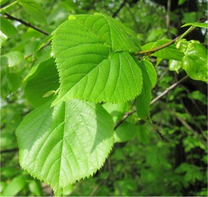 Photo des feuilles d'Orme des montagnes - Ulmus glabra