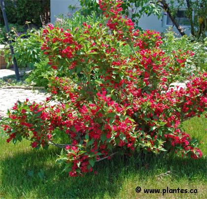 Photo de Weigelia multiflore - Weigela florida