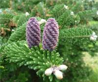 Photo de sapin de Cor�e - Abies koreana