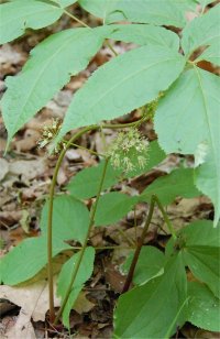 Photo de salsepareille sauvage - Aralia nudicaulis