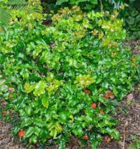 Photo de Mahonia faux houx - Berberis aquifolium