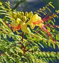 Photo d'Oiseau de paradis - Caesalpinia gilliesii