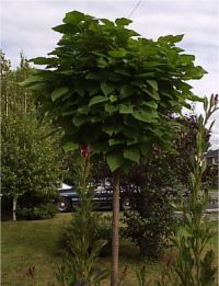 Catalpa nana - Photo de catalpa bignonioides
