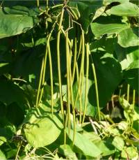 Photo de catalpa de l'Ouest - Catalpa speciosa