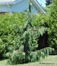 Photo de faux cypr�s pleureur - Chamaecyparis nootkatensis