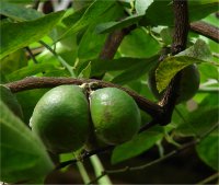 Photo de limettier - Citrus aurantifolia