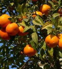 Photo d'oranger - Citrus sinensis