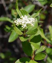 Photo des fleurs de cornouiller blanc - Cornus alba