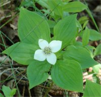 Photo de Quatre-temps - Cornus canadensis