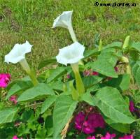 Datura metel - Photo de Stramoine
