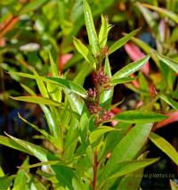 Photo de D�codon verticill� - Decodon verticillatus