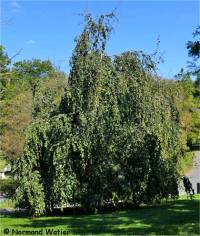 H�tre d'Europe - Fagus sylvatica