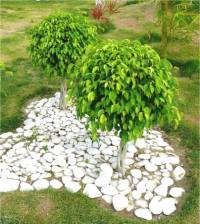 Photo d'un Figuier pleureur - Ficus benjamina