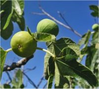 Ficus carica - Photo d'un figuier carica