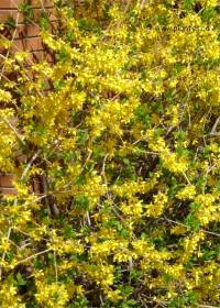 Forsythia pr�coce - Forsythia ovata