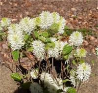 Photo de Fothergilla robuste - Fothergilla major
