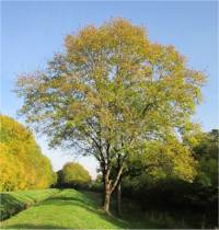 Fr�ne commun - Fraxinus excelsior