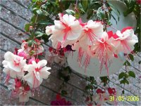 Fuchsia x hybrida - Photo de Fuchsia hybride