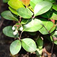 Photo de Th� des bois - Gaultheria procumbens