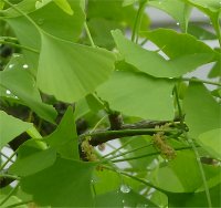 Photo de feuilles de Ginkgo - Ginkgo biloga