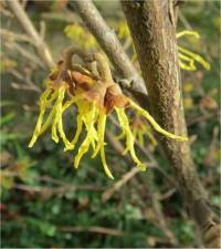 Hamam�lis de virginie - Hamamelis virginiana