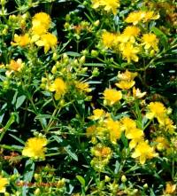 Photo de Millepertuis de Kalm - Hypericum kalmianum