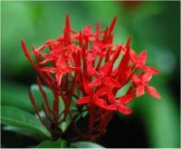 Photo d'Ixora - Ixora coccinea