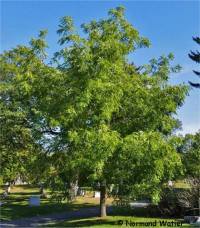 Photo de noyer noir - Juglans nigra