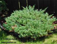 Photo de gen�vrier horizontal - Juniperus horizontalis