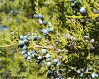 Photo de gen�vrier de Virginie - Juniperus virginiana