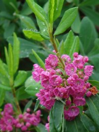 Photo de laurier des moutons - Kalmis angustifolia