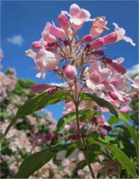 Photo de Kolwitzie aimable - Kolwitzia amabilis